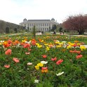 Papaver nudicaule museum